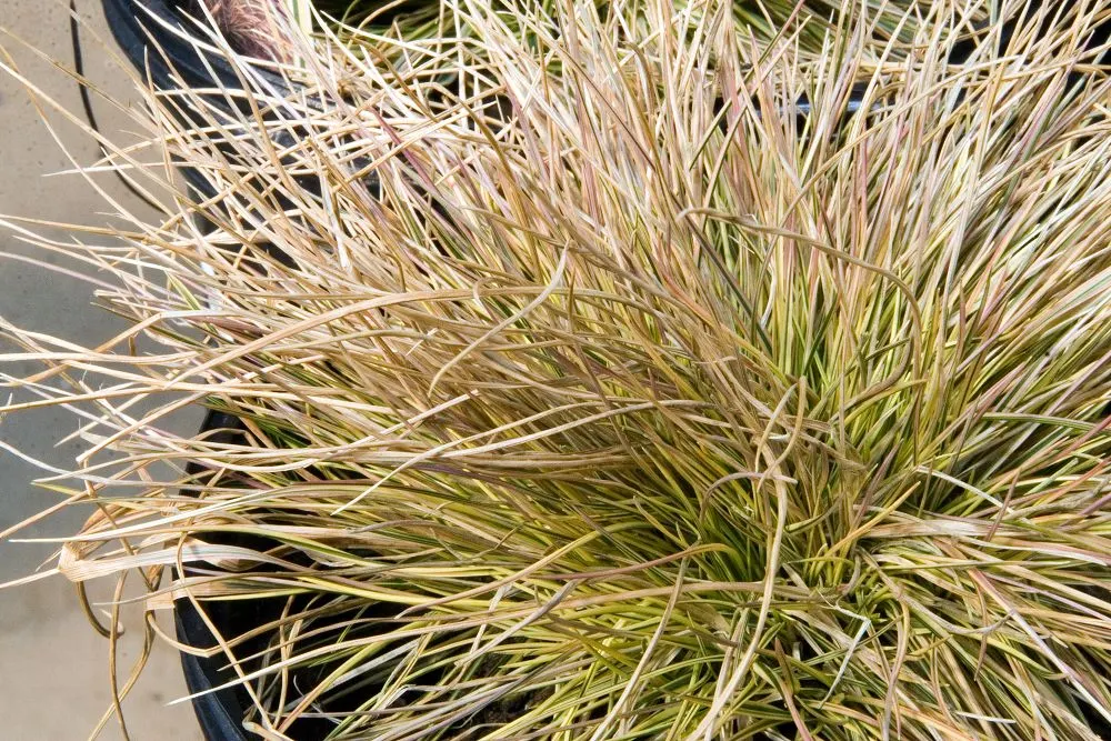 Tufted Hair Grass (Deschampsia Cespitosa) — Tufted Hair Grass assumes a light green shade that transitions to golden-yellow hues in autumn; this, image 61