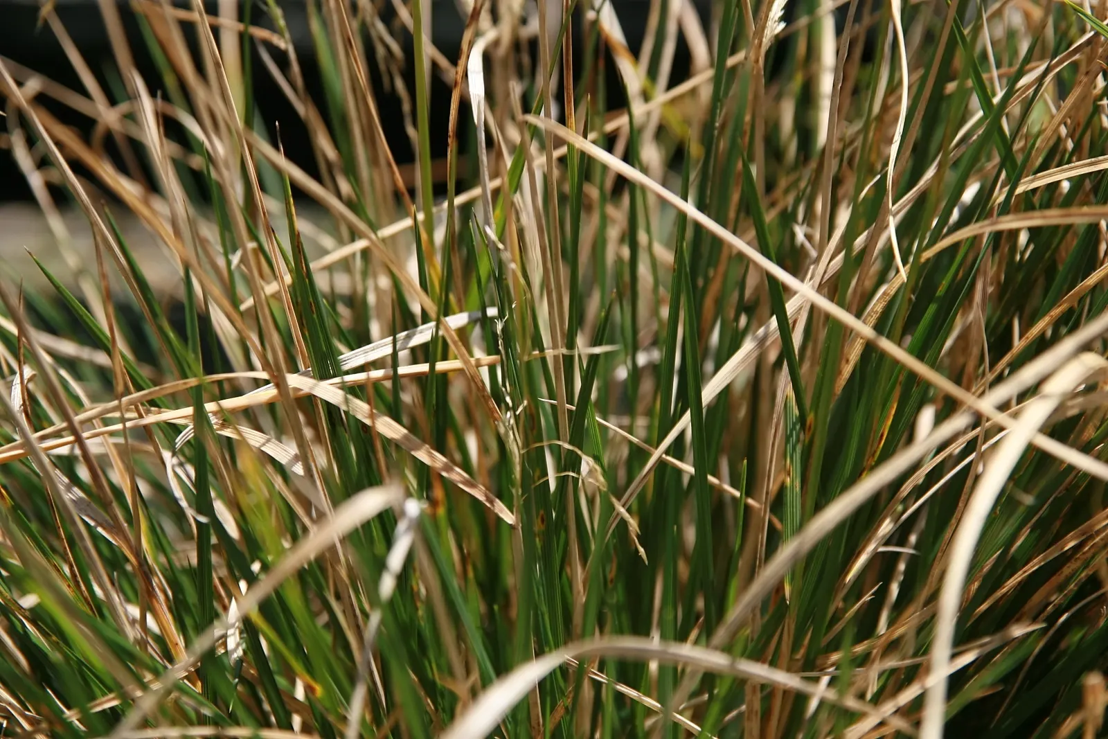 Tufted Hair Grass (Deschampsia Cespitosa) — Hardy, low-maintenance, and provides graceful movement, it's ideal for mass plantings and naturalistic gardens