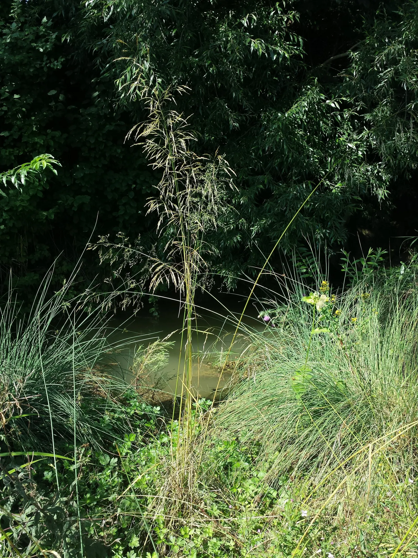 Tufted Hair Grass (Deschampsia Cespitosa) — Hardy, low-maintenance, and provides graceful movement, it's ideal for mass plantings and naturalistic, image 76