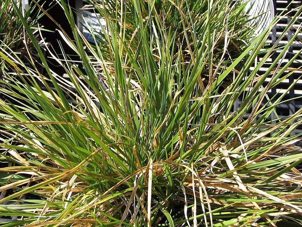 Tufted Hair Grass (Deschampsia Cespitosa) — grass / perennial with yellow blooms; though it grows best in moist