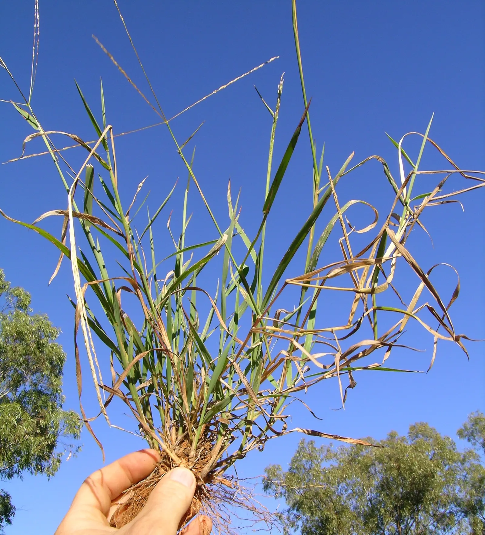 Tufted Hair Grass (Deschampsia Cespitosa) — creating a stunning display when backlit by the sun.<br><br>Requiring minimal maintenance; tufted Hair, image 86