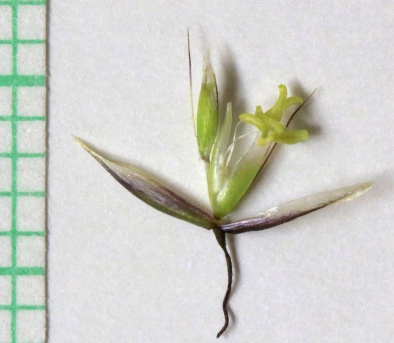 Tufted Hair Grass (Deschampsia Cespitosa) — grass / perennial with yellow blooms; though it grows best in moist, image 68