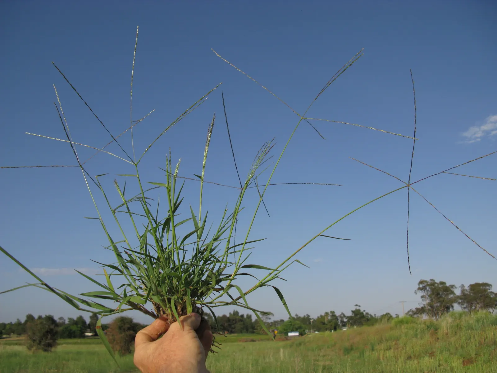 Tufted Hair Grass (Deschampsia Cespitosa) — yellow flowers in the garden; prefers moist, well-drained soil in full sun to part shade, image 67