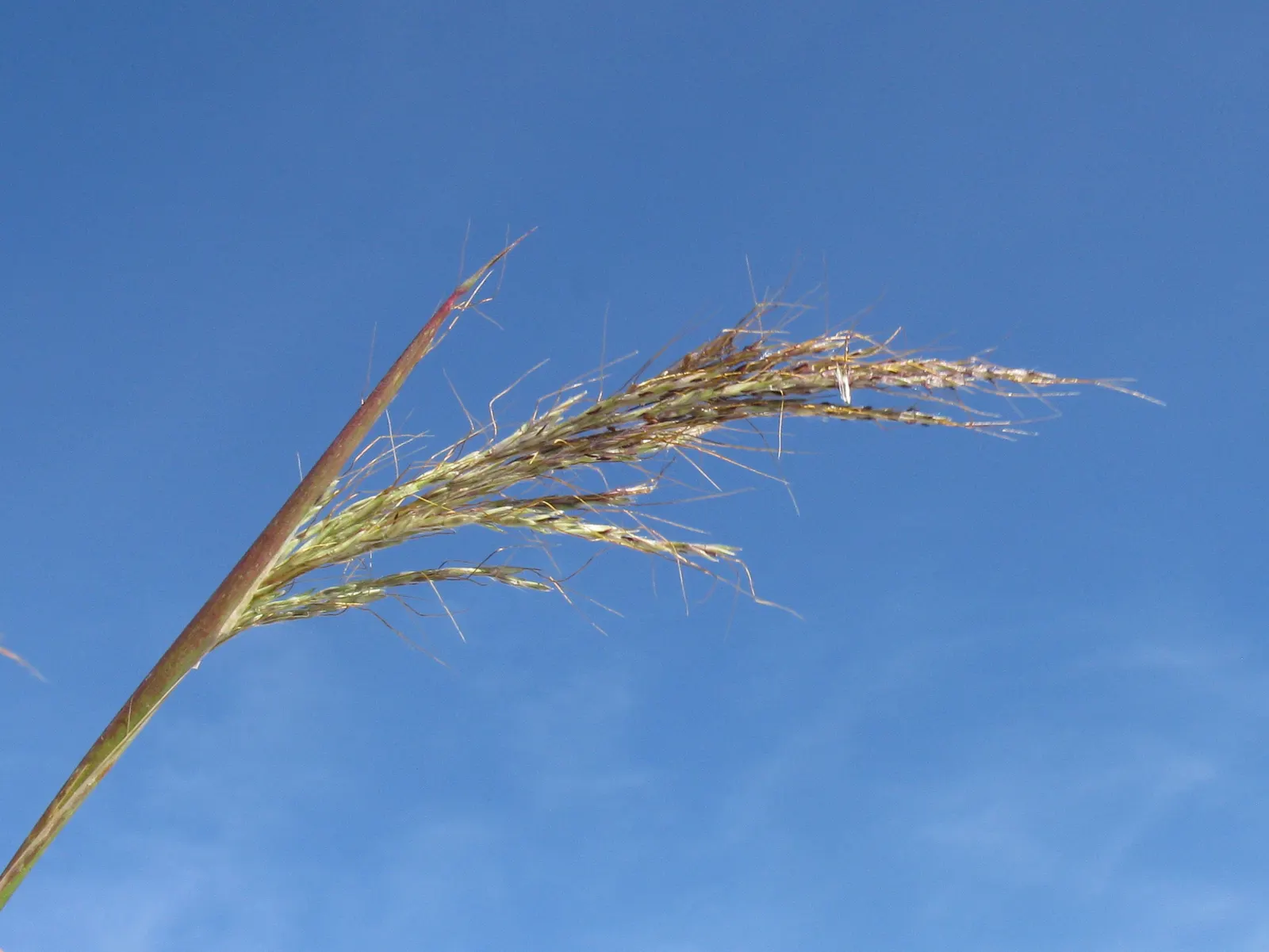 Tufted Hair Grass (Deschampsia Cespitosa) — yellow flowers in the garden; prefers moist, well-drained soil in full sun to part shade, image 90