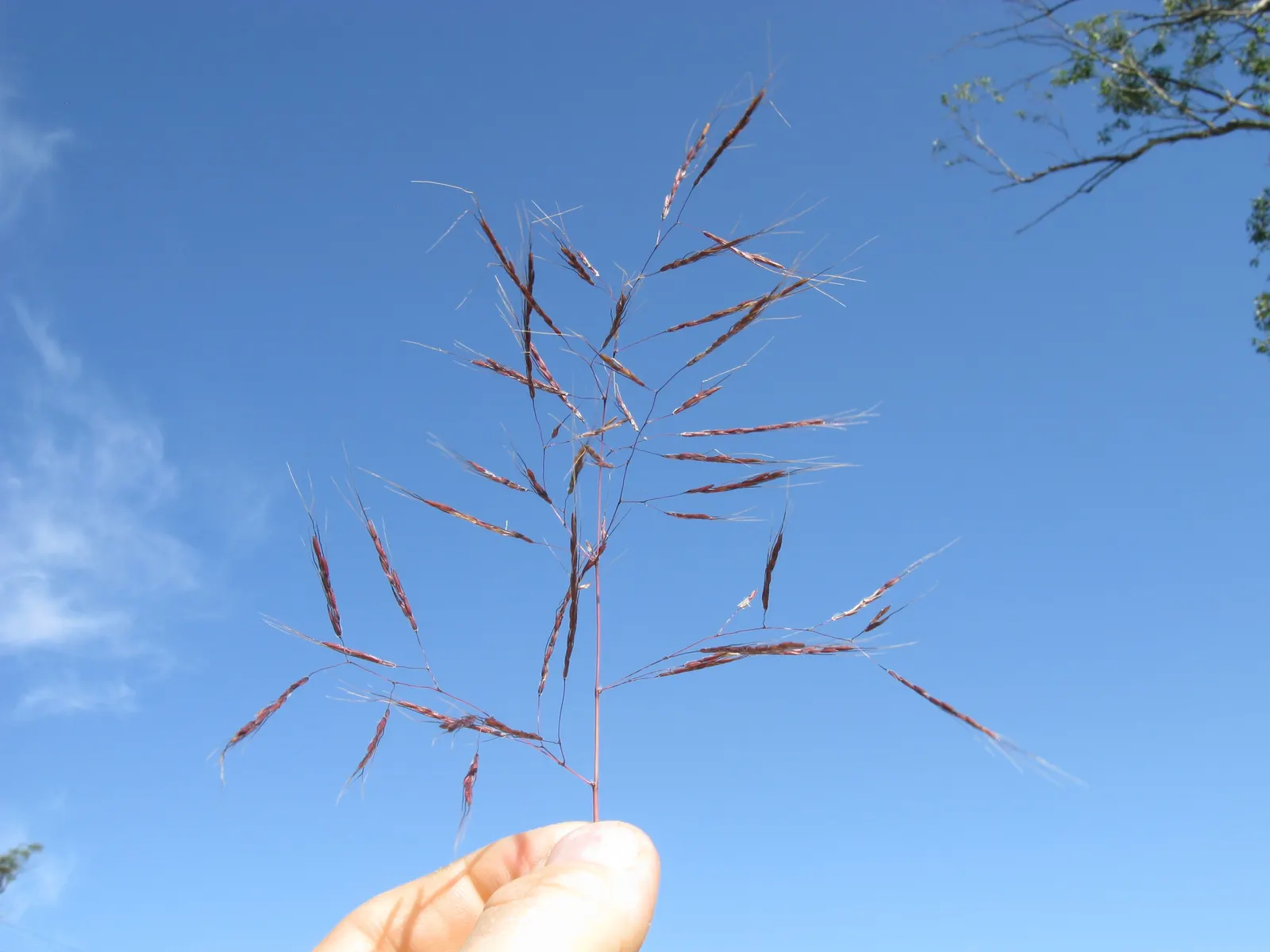 Tufted Hair Grass (Deschampsia Cespitosa) — Hardy, low-maintenance, and provides graceful movement, it's ideal for mass plantings and naturalistic, image 53