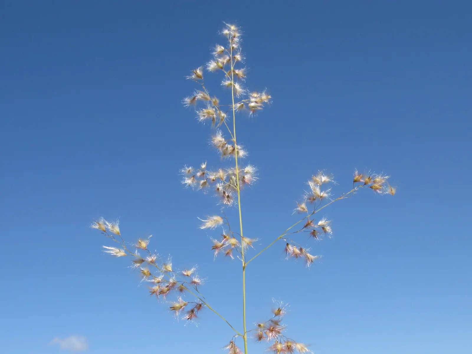 Tufted Hair Grass (Deschampsia Cespitosa) — This hardy grass prefers full sun to partial shade and is known for its tolerance of various soil types