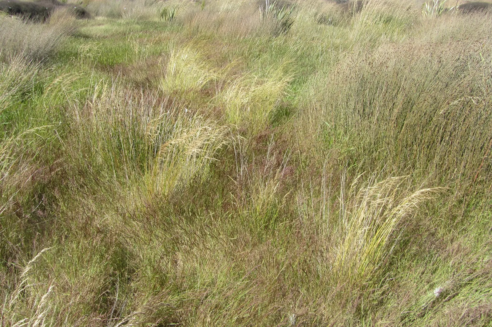 Tufted Hair Grass (Deschampsia Cespitosa) — showcasing its adaptability to a wide range of climatic conditions; rising above bright green foliage, image 80
