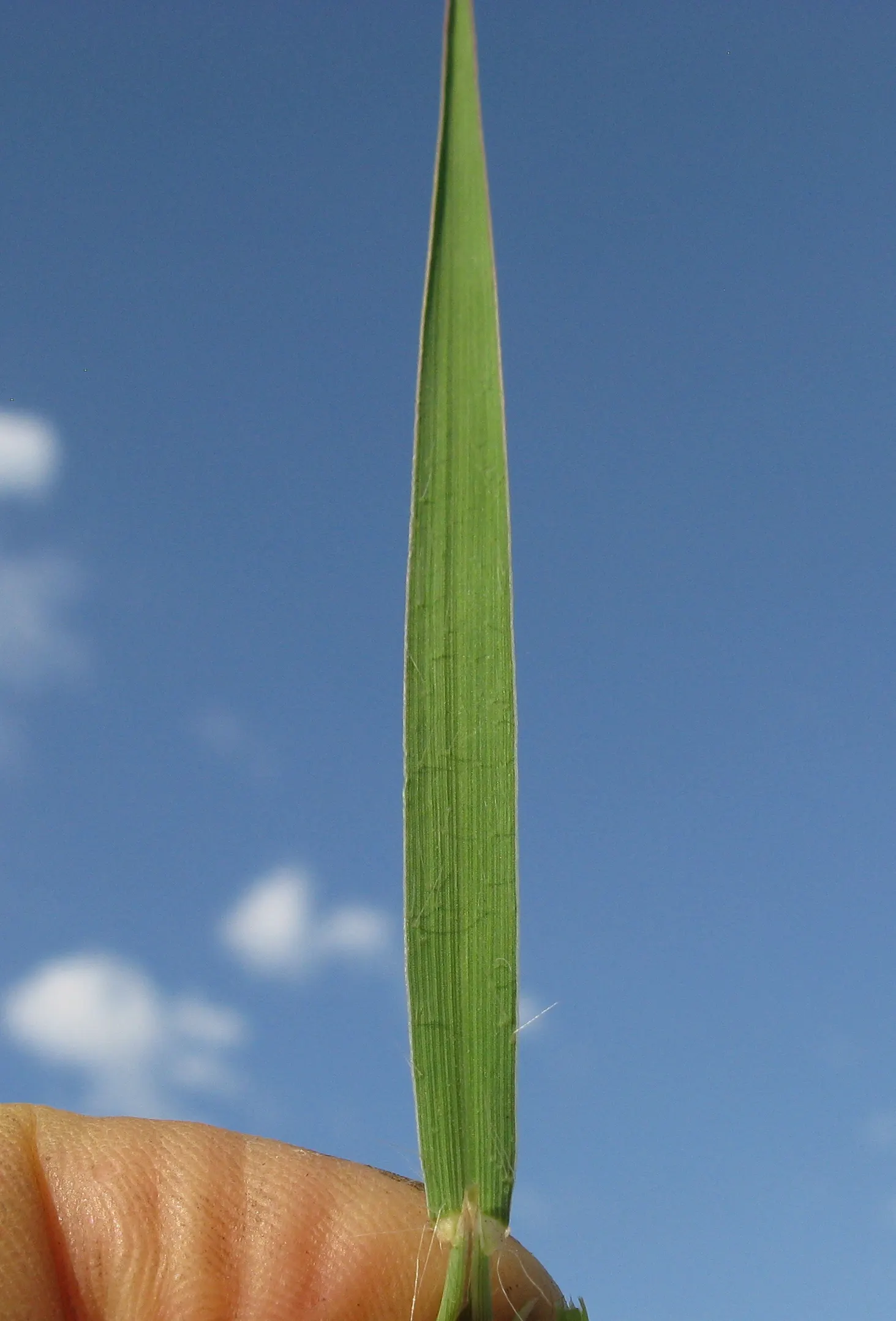 Tufted Hair Grass (Deschampsia Cespitosa) — delicate flower panicles that shimmer golden in sunlight; fine-textured ornamental grass standing 2-3, image 73