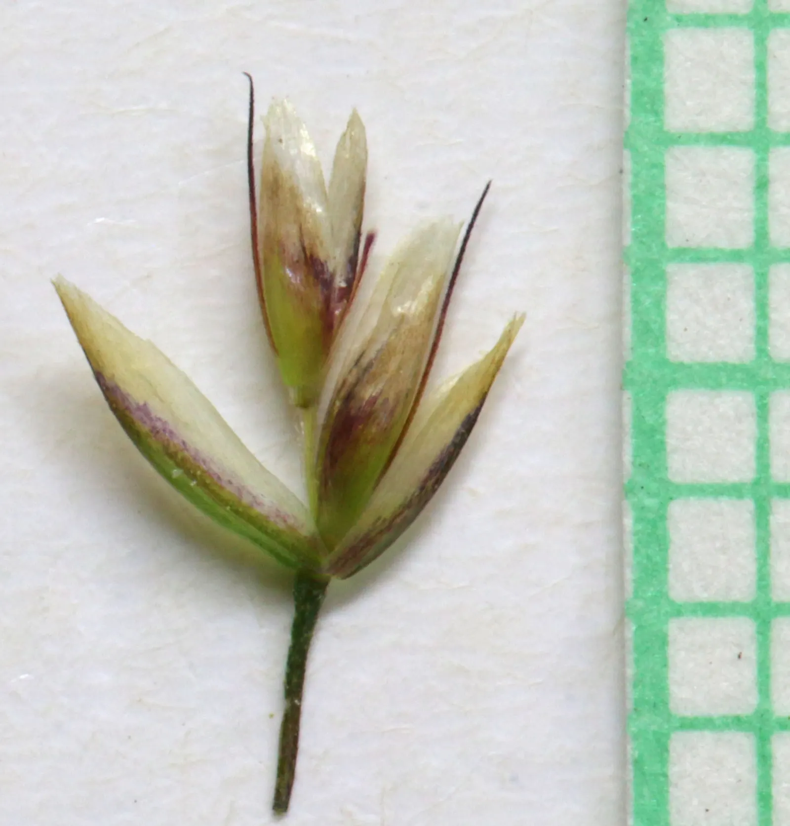 Tufted Hair Grass (Deschampsia Cespitosa) — Its naturalistic form can soften hard edges in garden designs