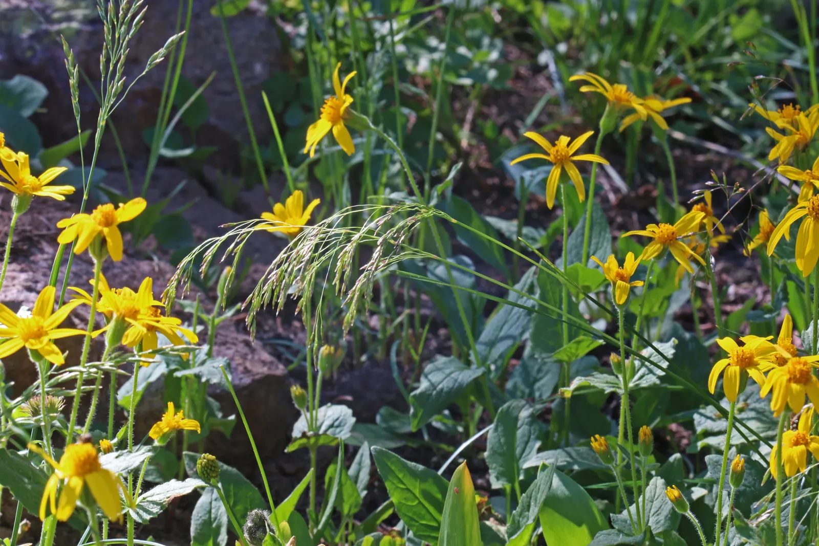 Tufted Hair Grass (Deschampsia Cespitosa) — rising above bright green foliage from late spring to midsummer; cool-season perennial that adds, image 51