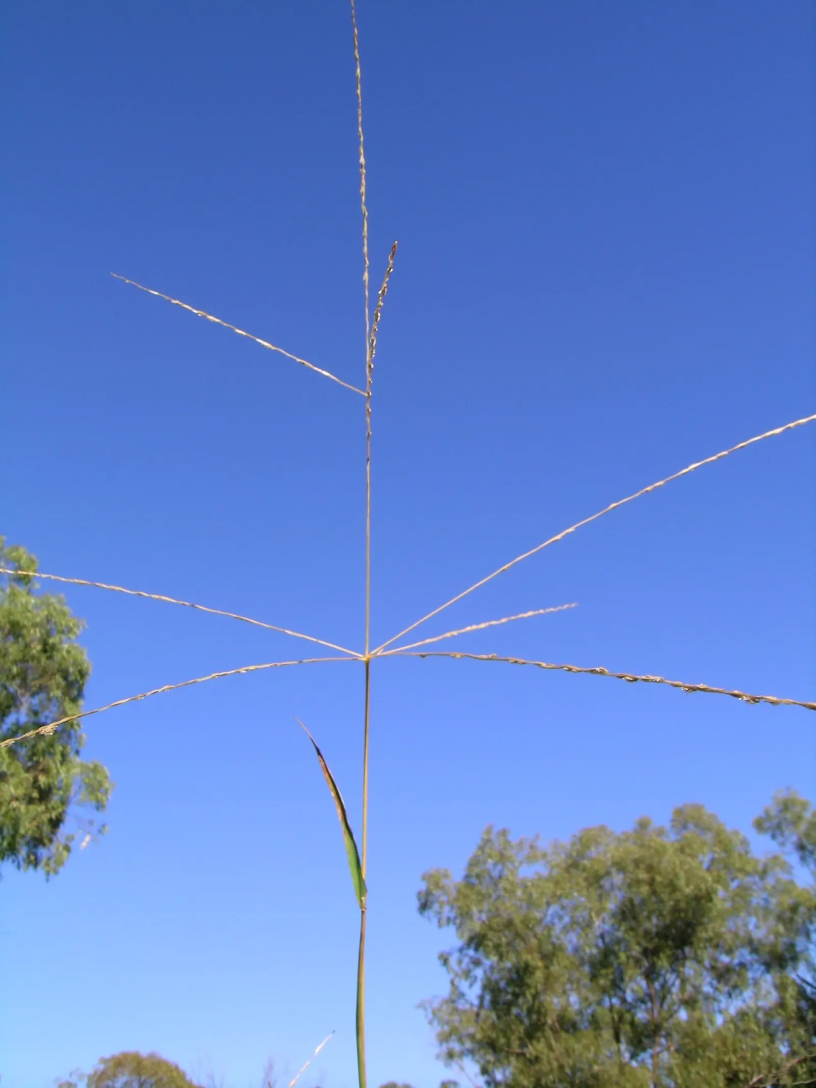 Tufted Hair Grass (Deschampsia Cespitosa) — open panicles that rise above the foliage in summer; sturdy evergreen clumps boast airy