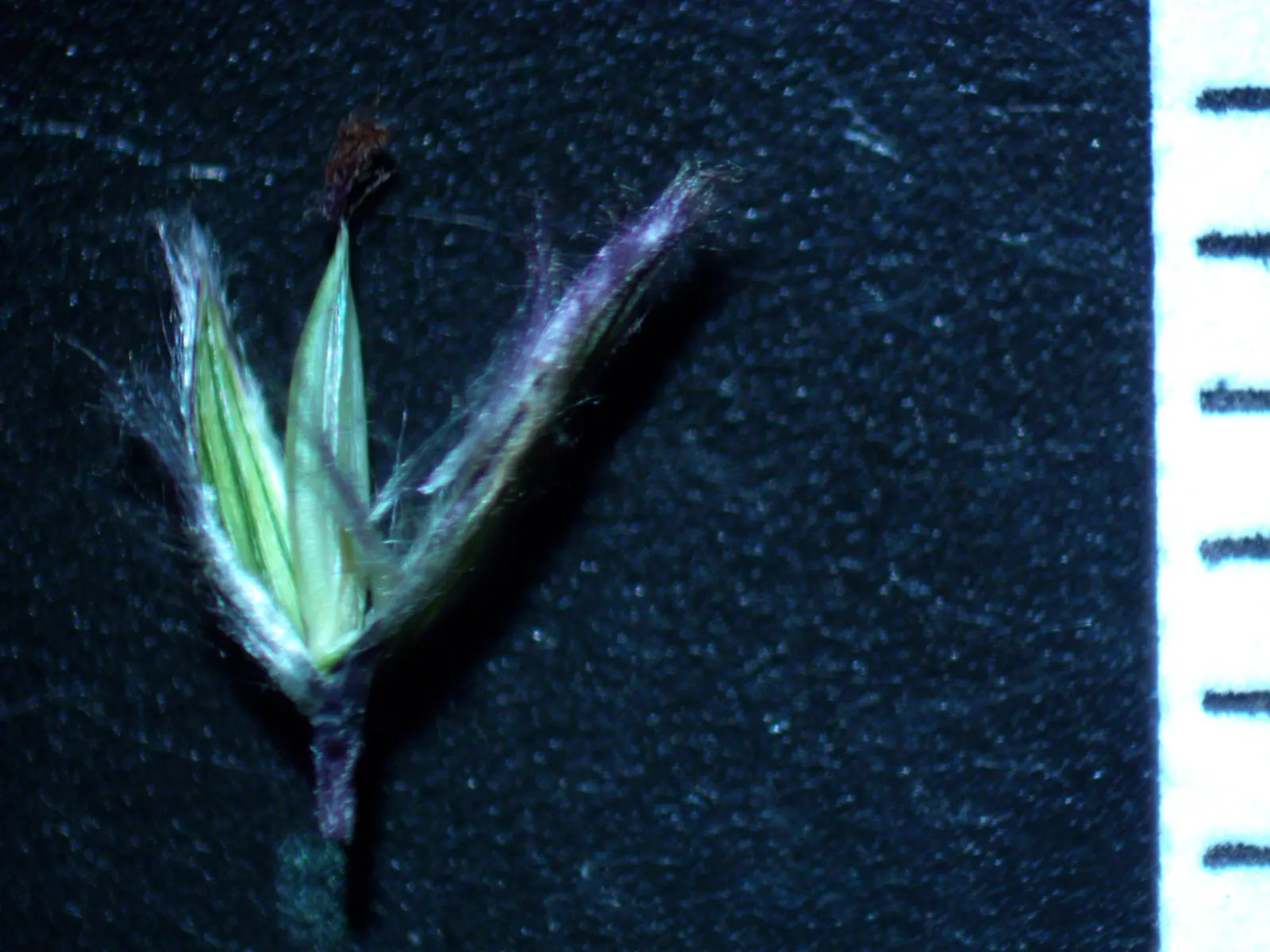 Tufted Hair Grass (Deschampsia Cespitosa) — rising above bright green foliage from late spring to midsummer