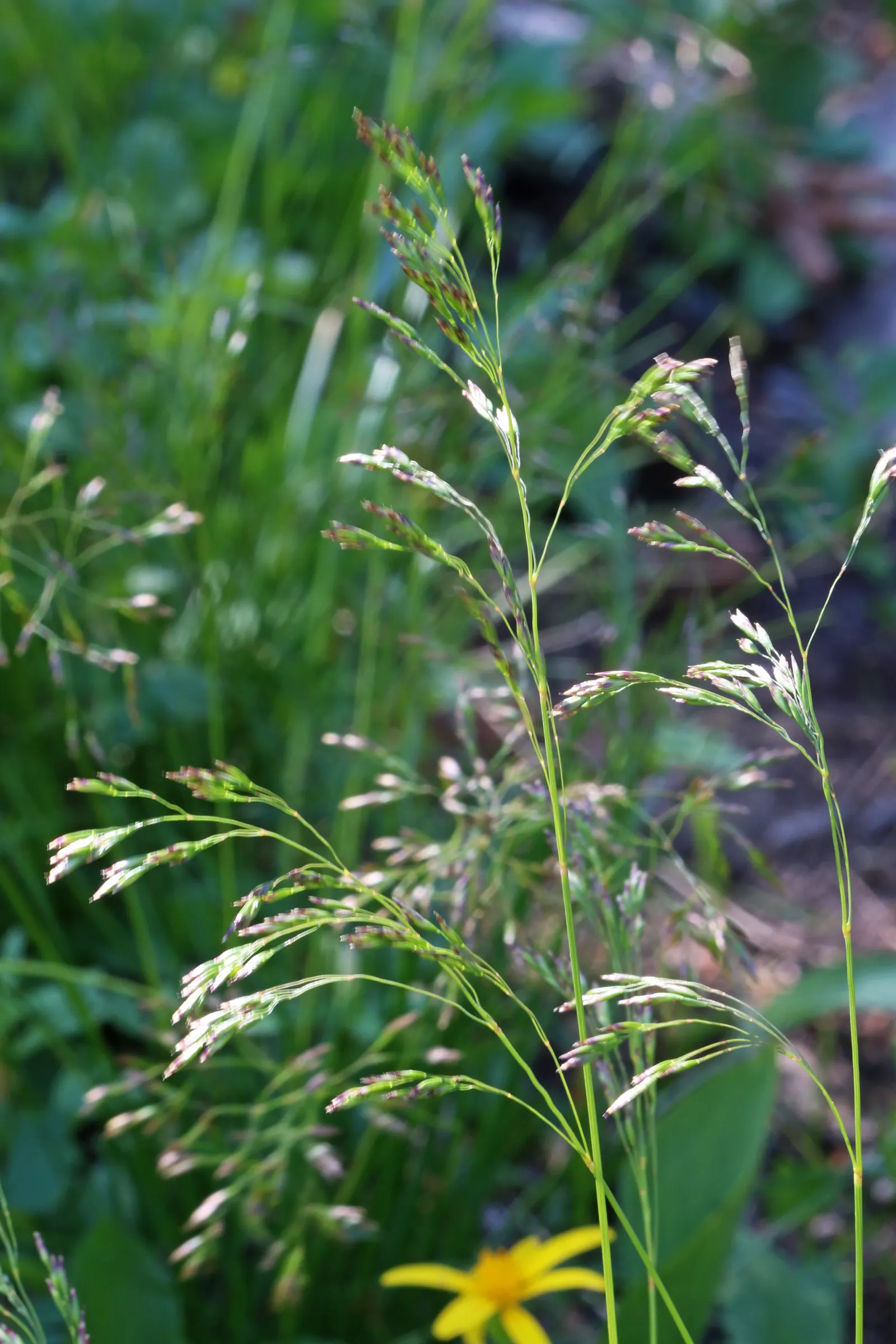 Tufted Hair Grass (Deschampsia Cespitosa) — Prefers moist, well-drained soil in full sun to part shade; providing year-round visual interest
