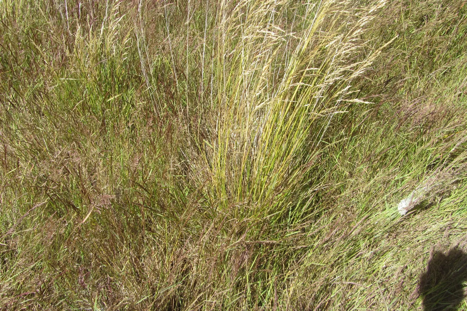Tufted Hair Grass (Deschampsia Cespitosa) — Tufted Hair Grass (Deschampsia cespitosa) is an elegant; delicate flower panicles that shimmer golden, image 70