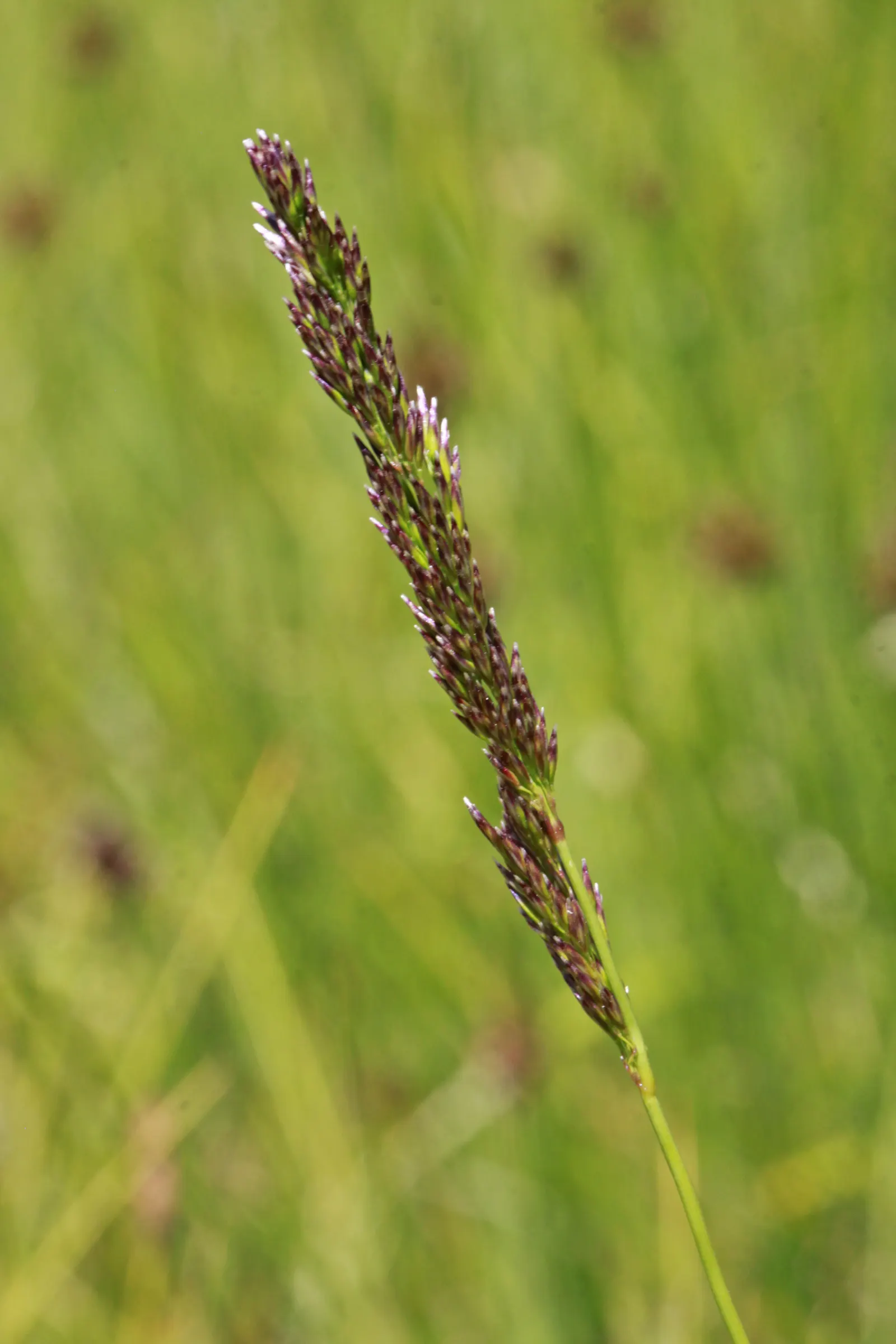 Tufted Hair Grass (Deschampsia Cespitosa) — grass / perennial with yellow blooms
