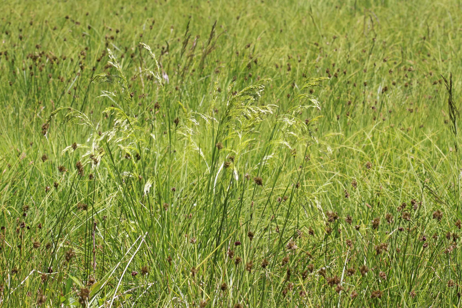 Tufted Hair Grass (Deschampsia Cespitosa) — Sturdy evergreen clumps boast airy