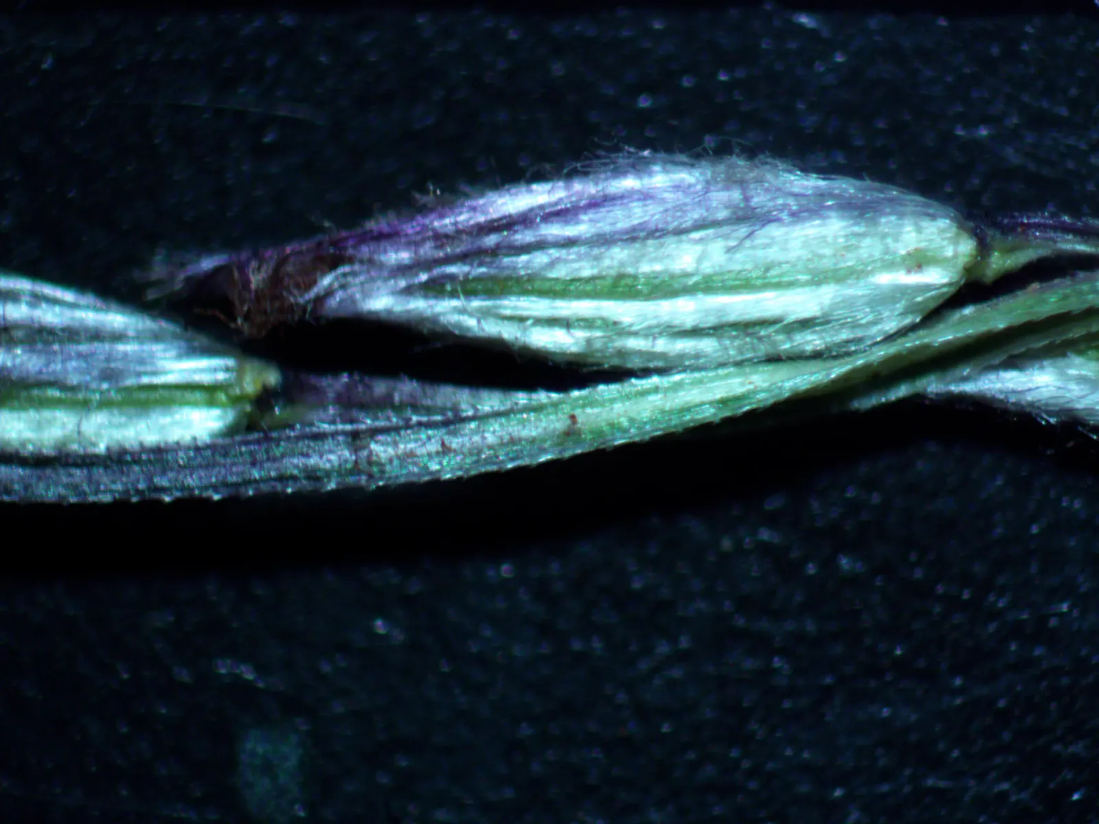 Tufted Hair Grass (Deschampsia Cespitosa) — delicate flower panicles that shimmer golden in sunlight; fine-textured ornamental grass standing 2-3, image 96