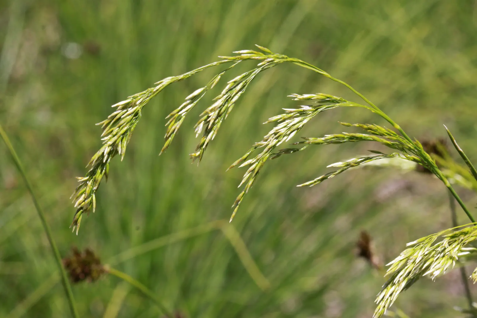 Tufted Hair Grass (Deschampsia Cespitosa) — yellow flowers in the garden; prefers moist, well-drained soil in full sun to part shade