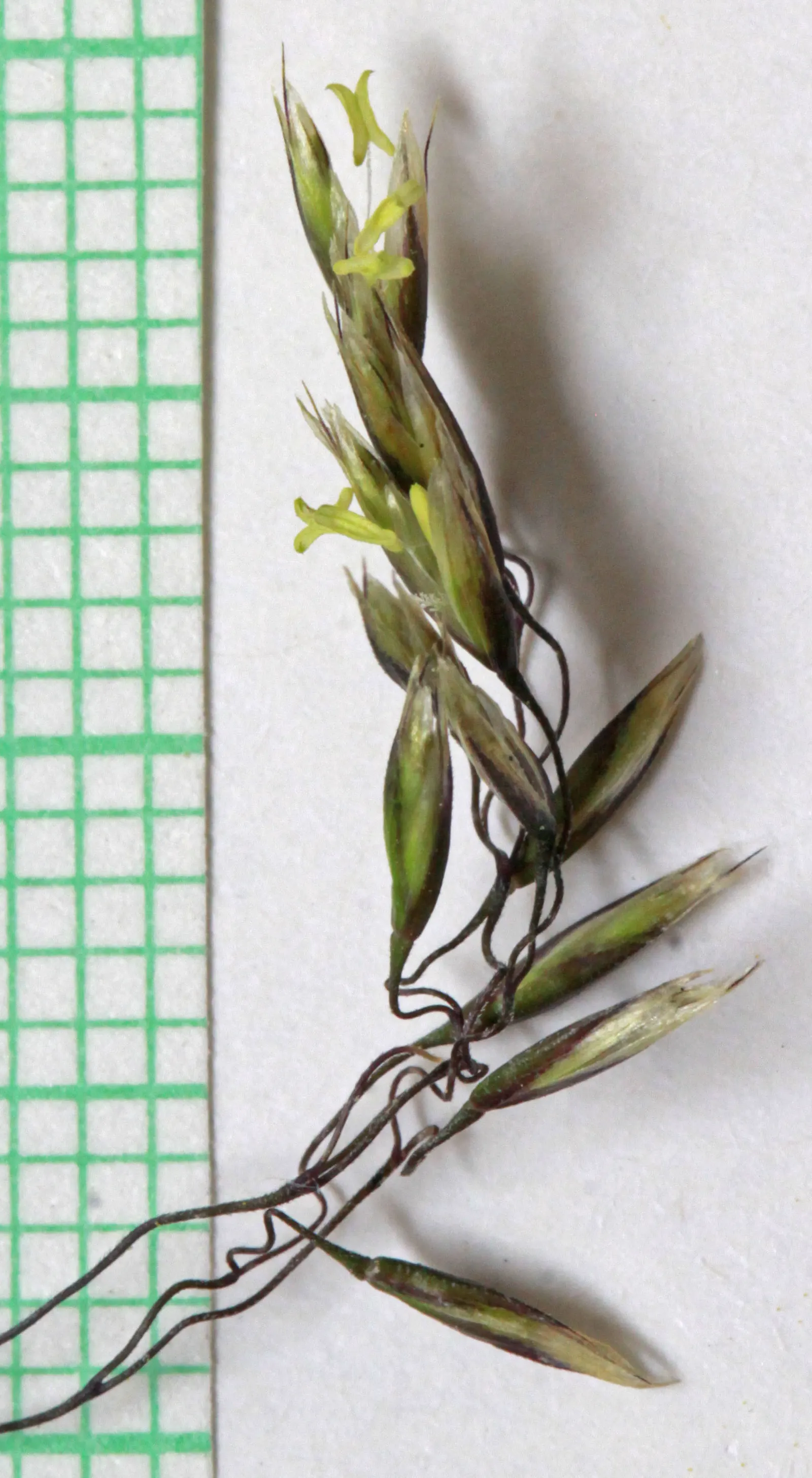 Tufted Hair Grass (Deschampsia Cespitosa) — providing year-round visual interest; creating a stunning display when backlit by the sun.<br><br>Requiring minimal