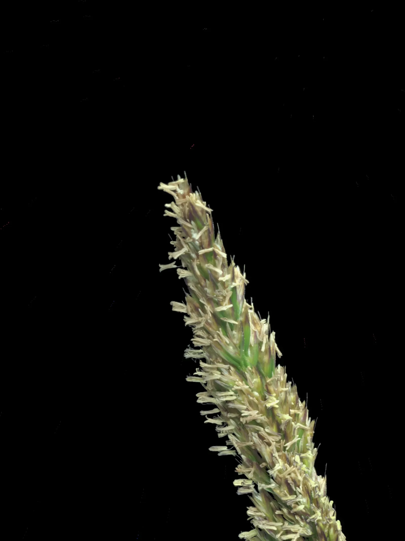 Tufted Hair Grass (Deschampsia Cespitosa) — rising above bright green foliage from late spring to midsummer; cool-season perennial that adds, image 97