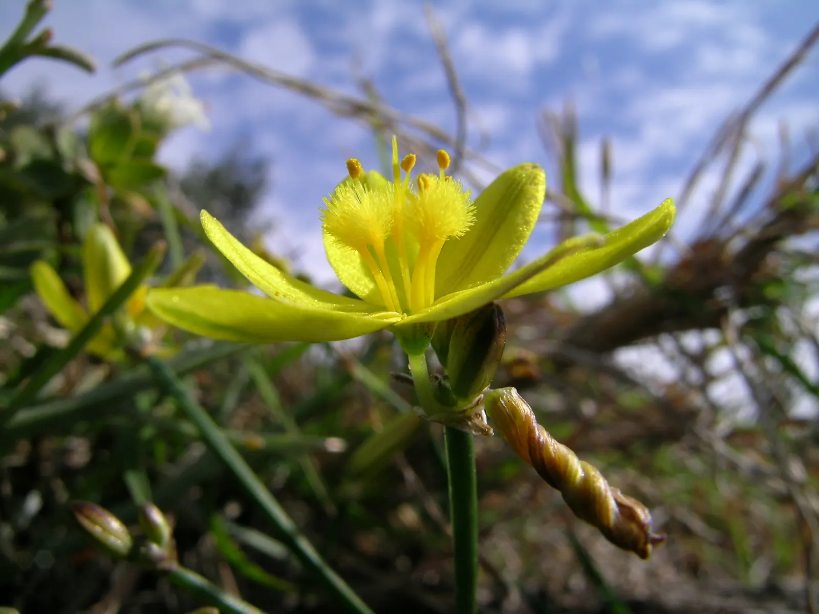 Tufted Hair Grass (Deschampsia Cespitosa) — Tufted Hair Grass assumes a light green shade that transitions to golden-yellow hues in autumn; this clump-forming