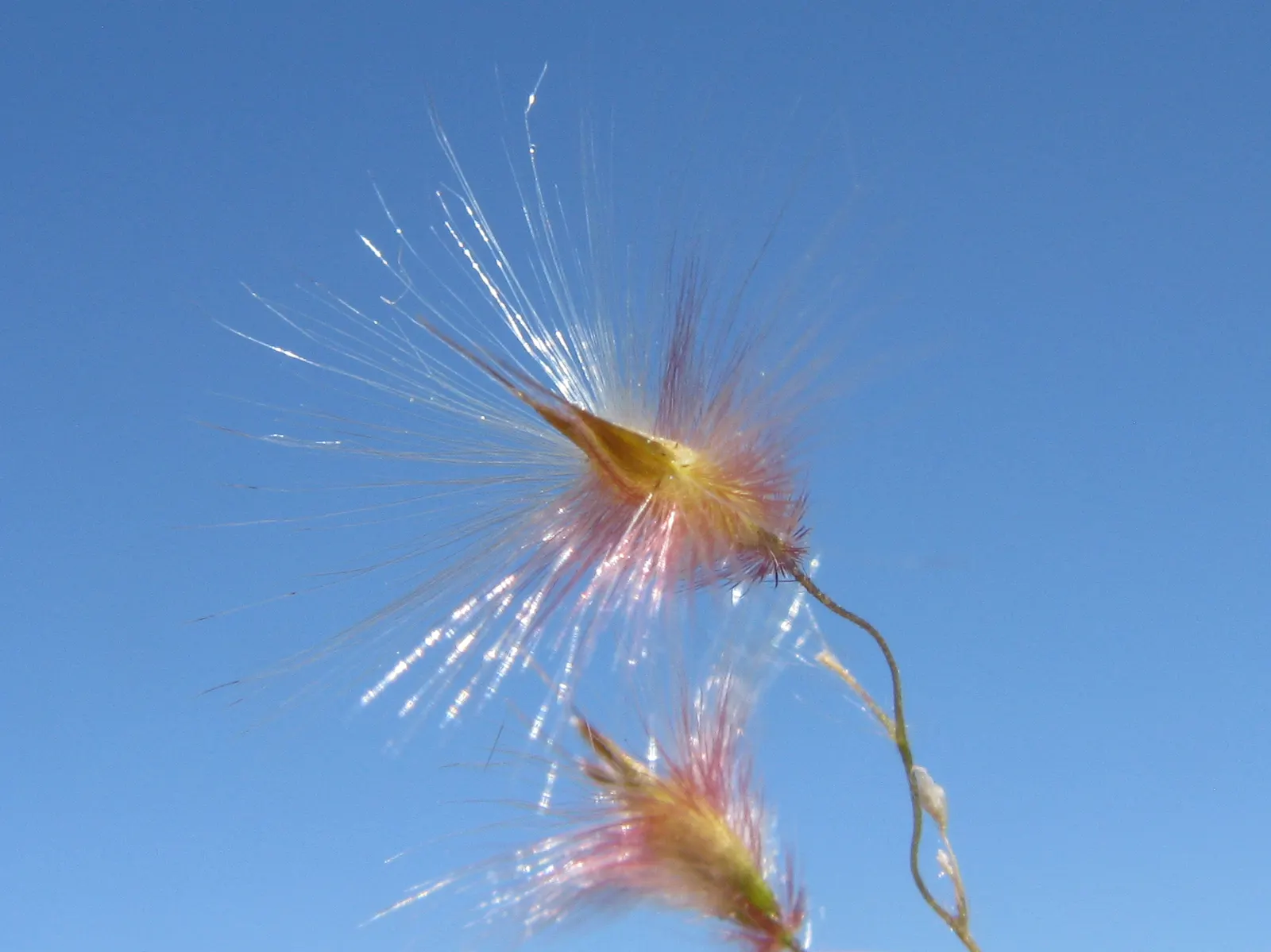 Tufted Hair Grass (Deschampsia Cespitosa) — this clump-forming ornamental grass reaches heights of 2 to 3 feet with a spread of about 1 to 2 feet, image 79
