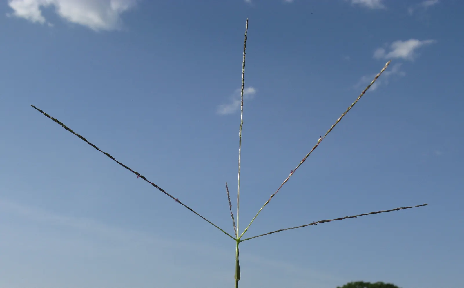 Tufted Hair Grass (Deschampsia Cespitosa) — Tufted Hair Grass (Deschampsia cespitosa) is an elegant; delicate flower panicles that shimmer golden, image 47