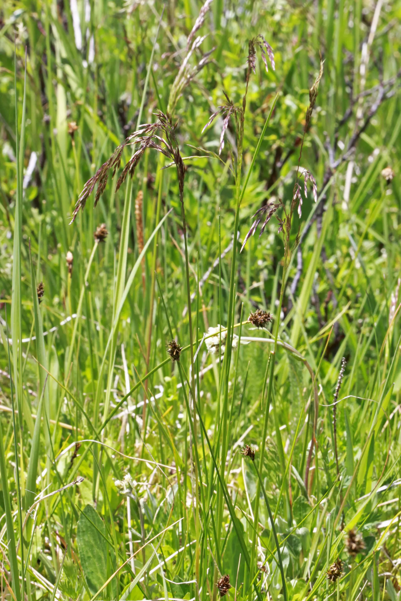 Tufted Hair Grass (Deschampsia Cespitosa) — though it grows best in moist