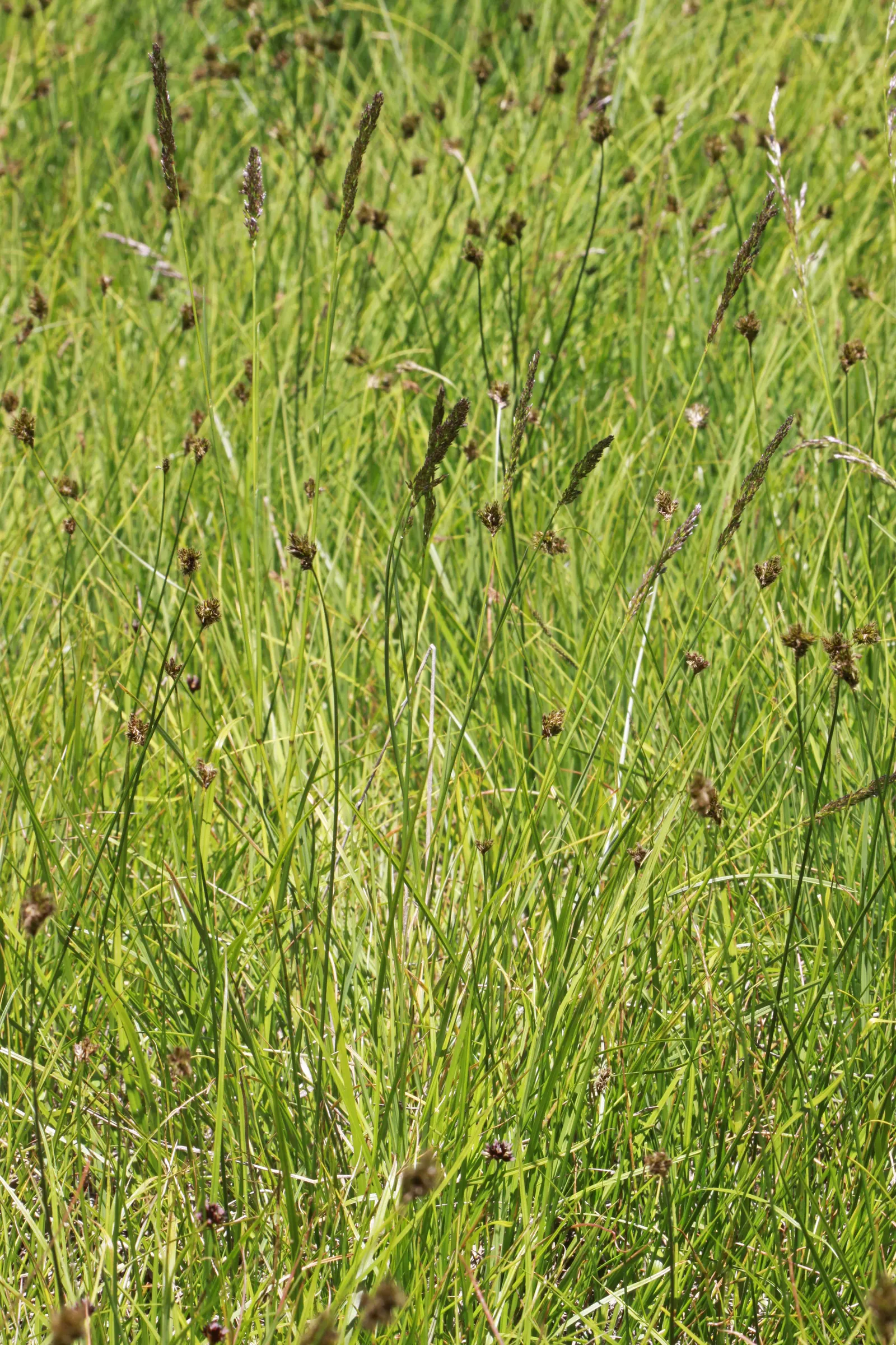 Tufted Hair Grass (Deschampsia Cespitosa) — rising above bright green foliage from late spring to midsummer; cool-season perennial that adds delicate texture