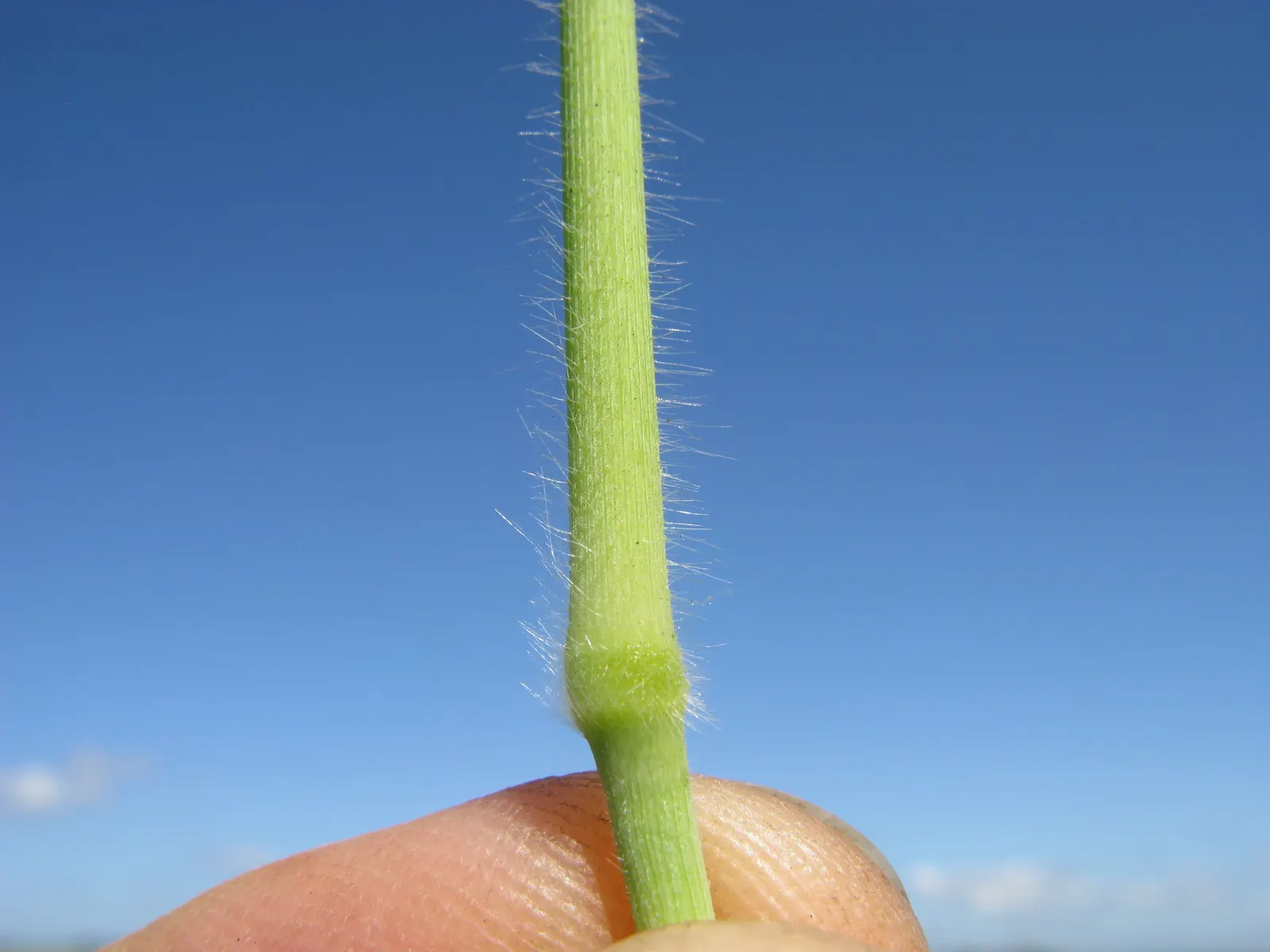 Tufted Hair Grass (Deschampsia Cespitosa) — Hardy, low-maintenance, and provides graceful movement, it's ideal for mass plantings and naturalistic, image 99