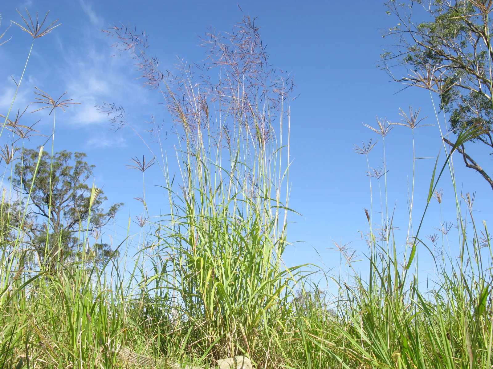 Tufted Hair Grass (Deschampsia Cespitosa) — grass / perennial for full or half or shade; or serve as a delicate backdrop for more vibrant flowering, image 69