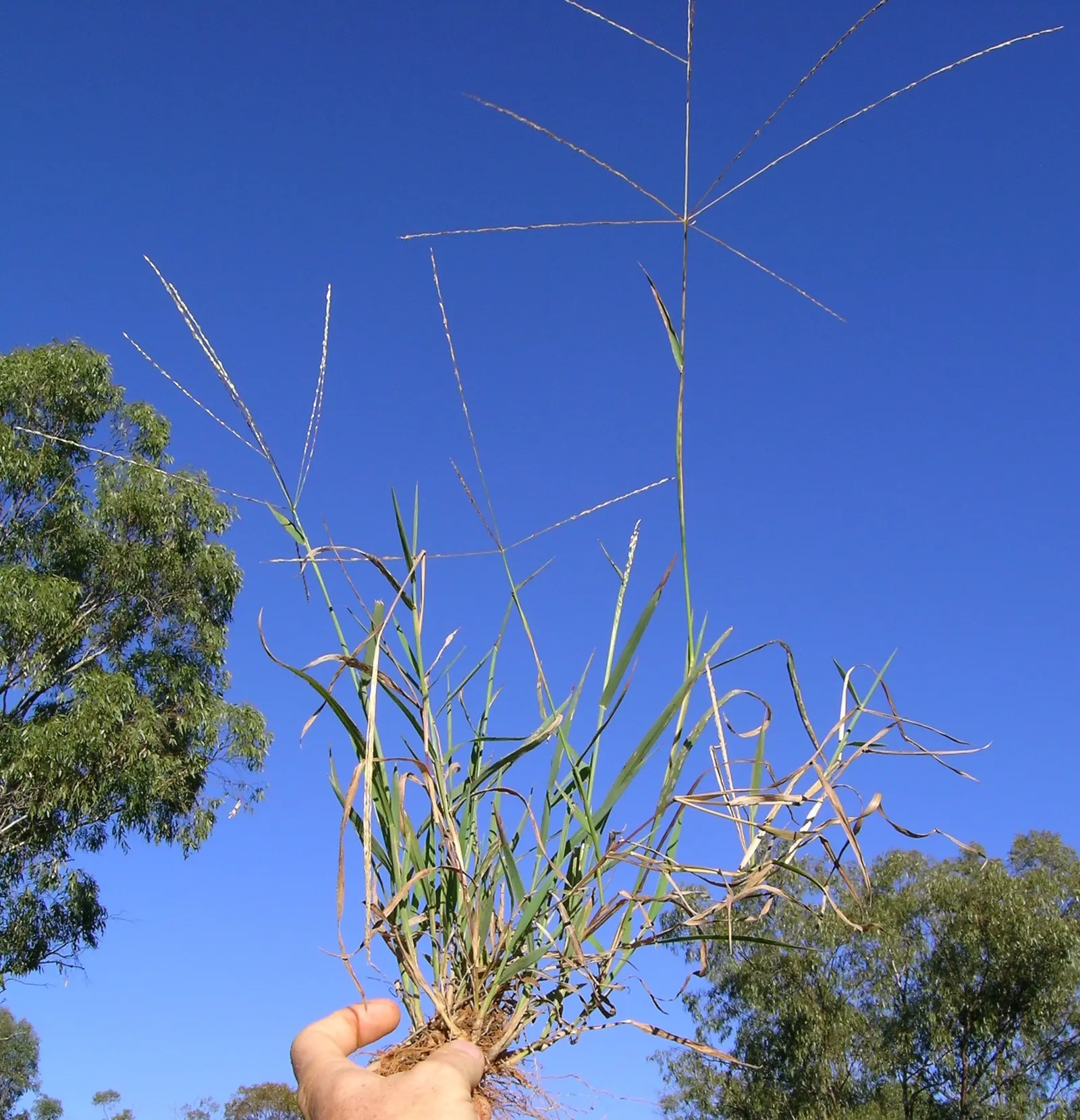 Tufted Hair Grass (Deschampsia Cespitosa) — though it grows best in moist; blend seamlessly into meadow plantings, image 59