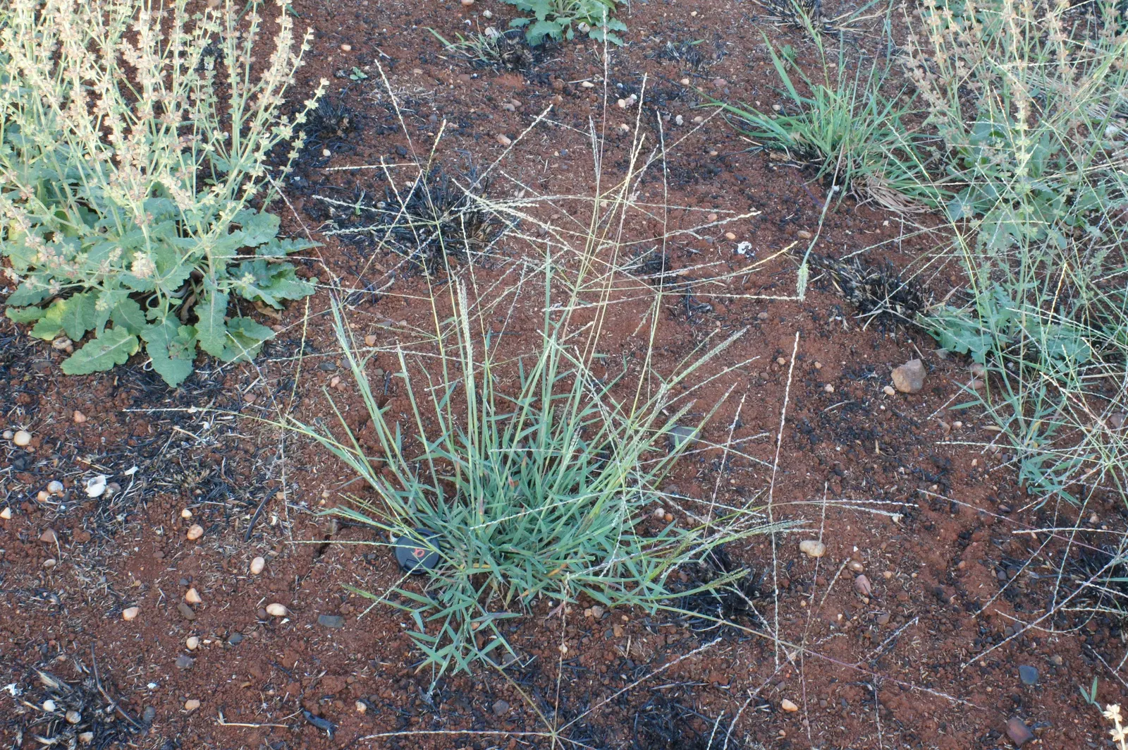 Tufted Hair Grass (Deschampsia Cespitosa) — or serve as a delicate backdrop for more vibrant flowering perennials; grass / perennial with yellow blooms