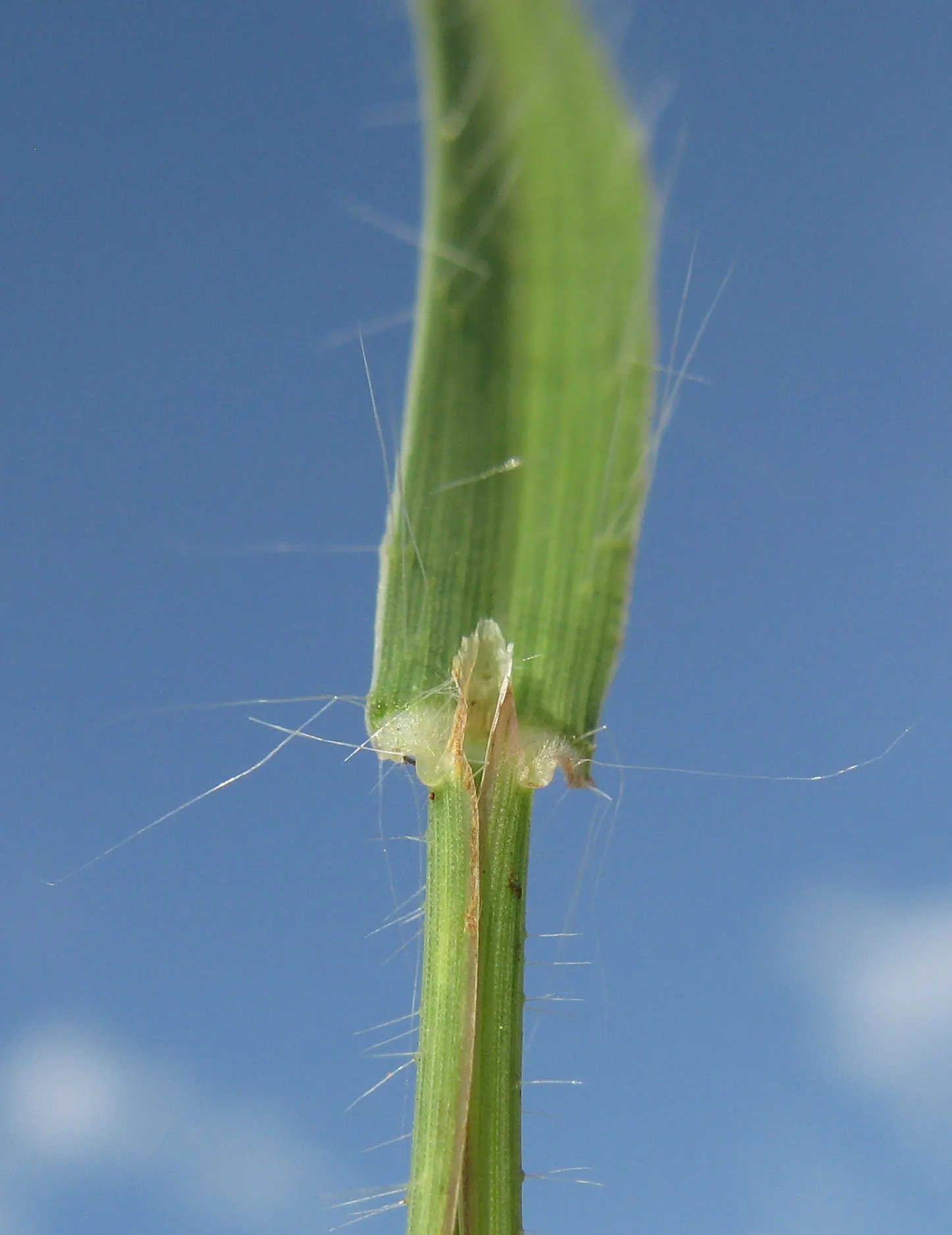 Tufted Hair Grass (Deschampsia Cespitosa) — Its naturalistic form can soften hard edges in garden designs; scientifically known as Deschampsia, image 64