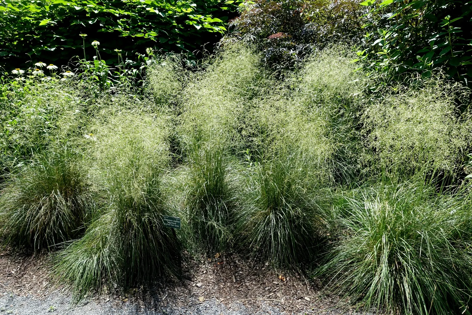 Tufted Hair Grass (Deschampsia Cespitosa) — cool-season perennial that adds delicate texture and movement to any landscape design; open panicles, image 101