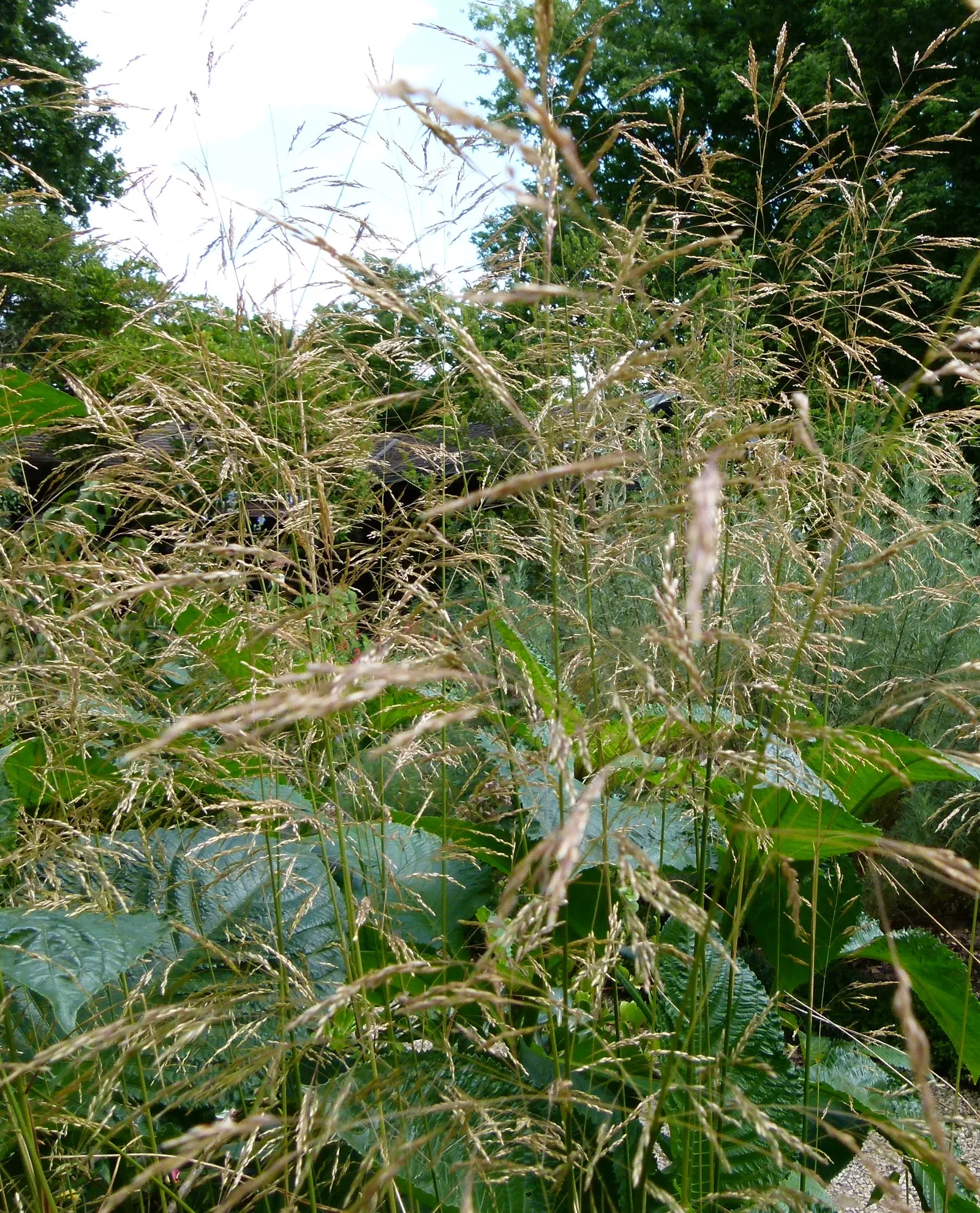 Tufted Hair Grass (Deschampsia Cespitosa) — blend seamlessly into meadow plantings; tufted Hair Grass assumes a light green shade that transitions to