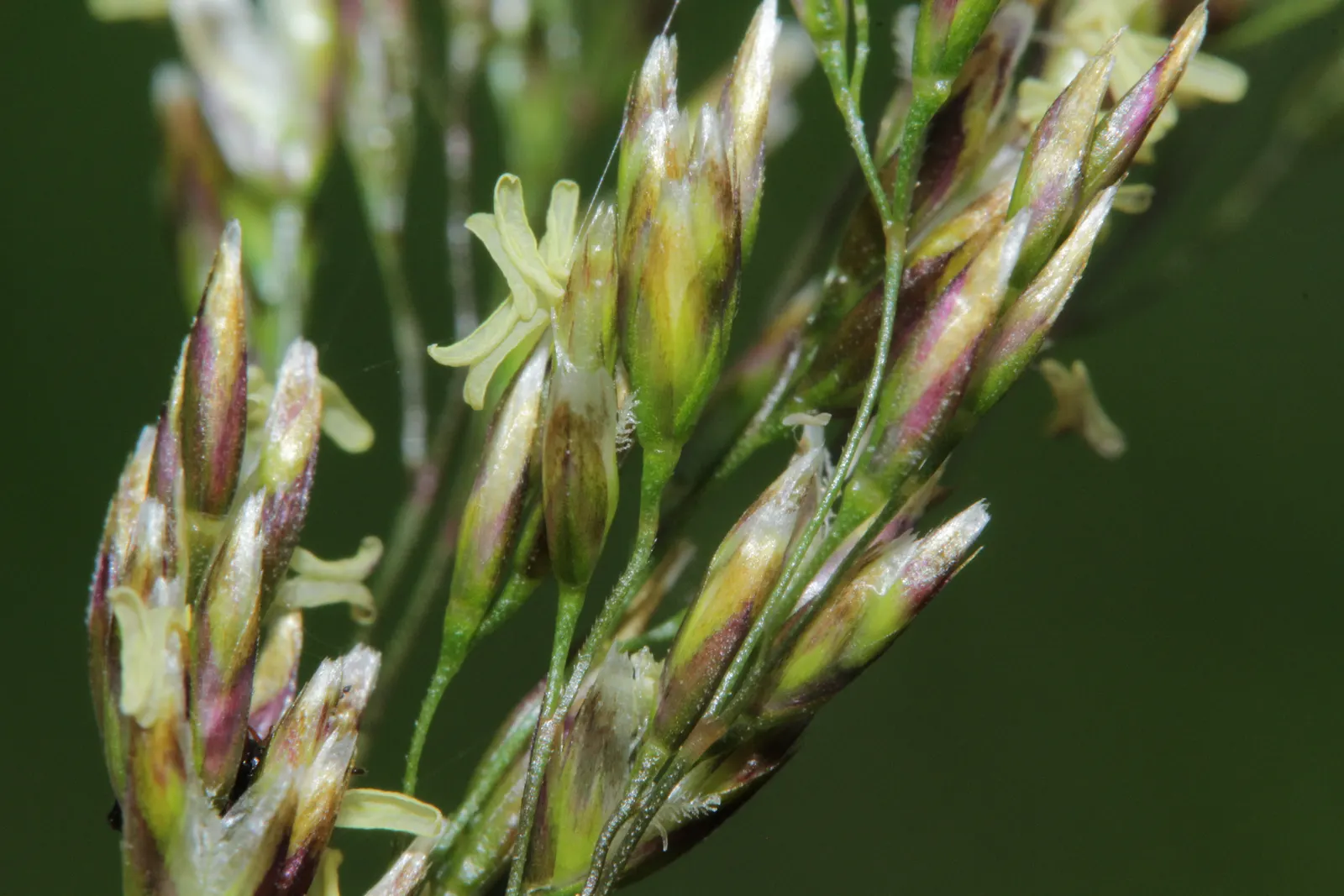 Tufted Hair Grass (Deschampsia Cespitosa) — delicate flower panicles that shimmer golden in sunlight
