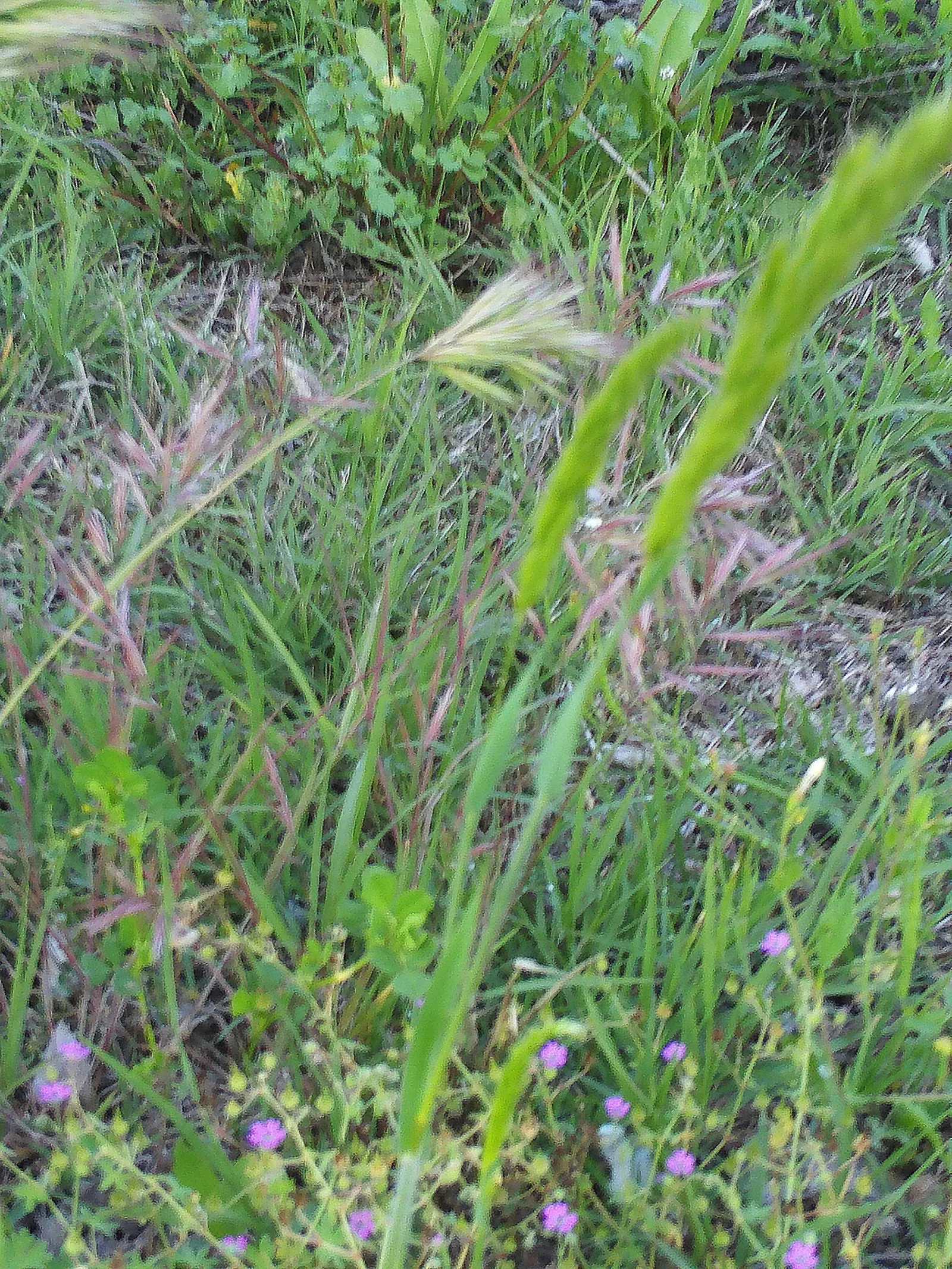 Tufted Hair Grass (Deschampsia Cespitosa) — this clump-forming ornamental grass reaches heights of 2 to 3 feet with a spread of about 1 to 2 feet, image 56
