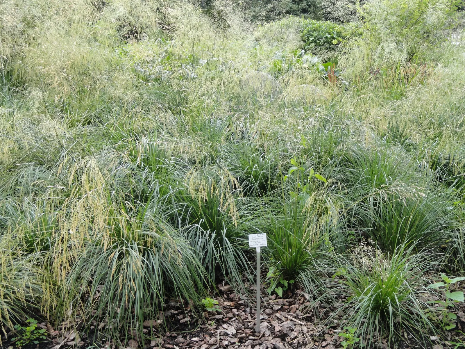 Tufted Hair Grass (Deschampsia Cespitosa) — fine-textured ornamental grass standing 2-3 feet tall with a similar spread
