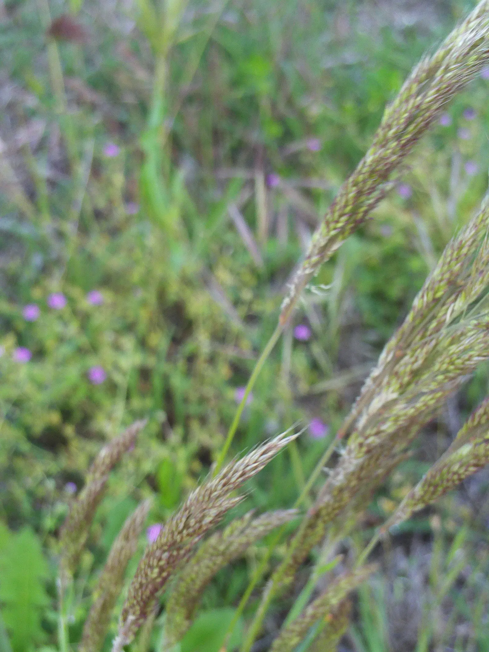 Tufted Hair Grass (Deschampsia Cespitosa) — Its naturalistic form can soften hard edges in garden designs; scientifically known as Deschampsia, image 87