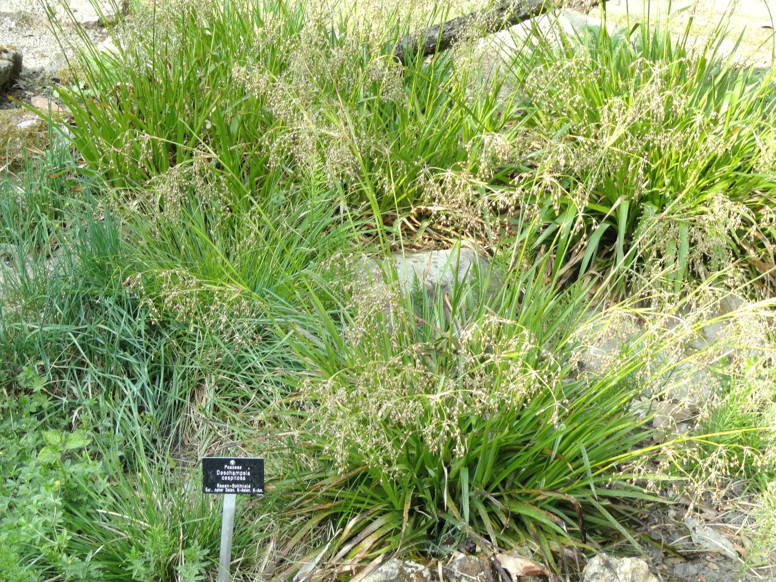 Tufted Hair Grass (Deschampsia Cespitosa) — open panicles that rise above the foliage in summer; sturdy evergreen clumps boast airy, image 83