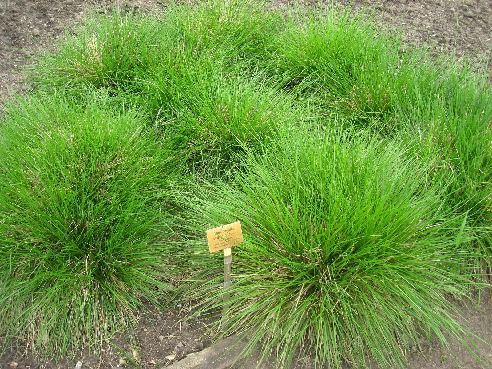 Tufted Hair Grass (Deschampsia Cespitosa) — providing year-round visual interest