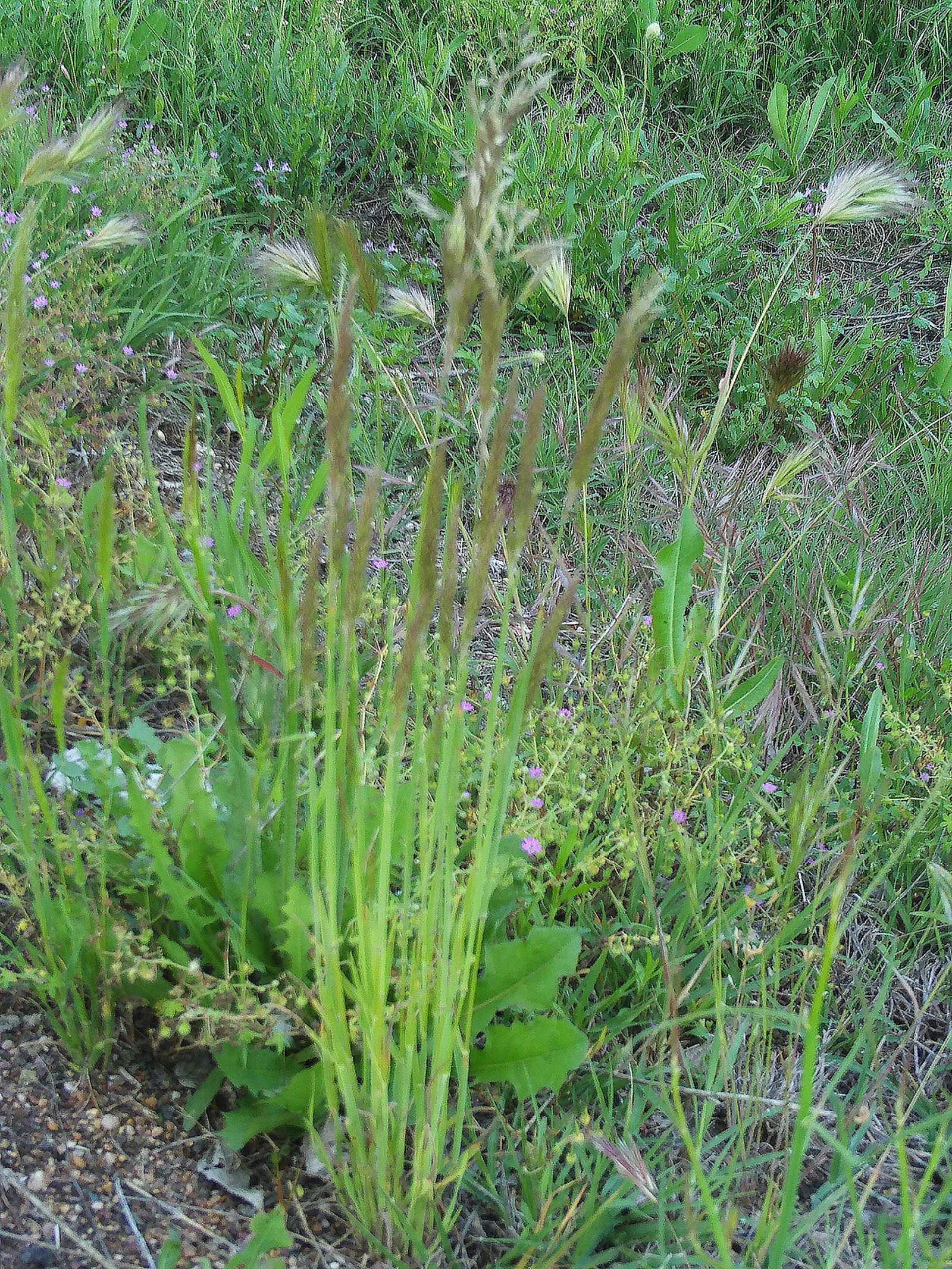 Tufted Hair Grass (Deschampsia Cespitosa) — open panicles that rise above the foliage in summer; sturdy evergreen clumps boast airy, image 60