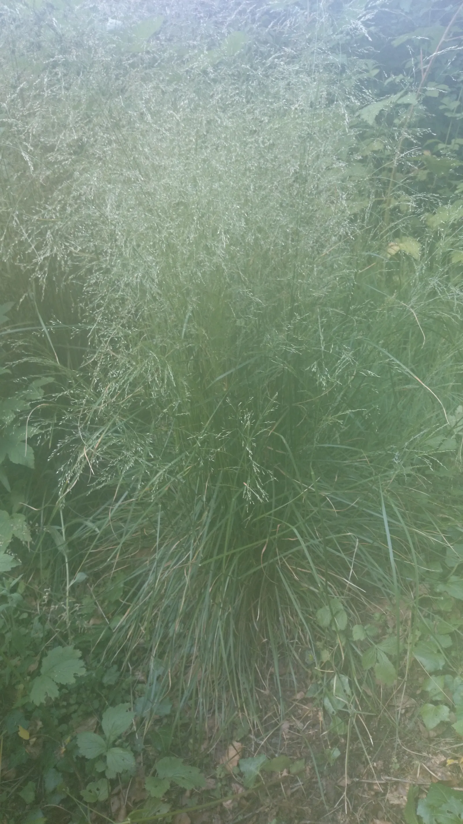 Tufted Hair Grass (Deschampsia Cespitosa) — fine-textured ornamental grass standing 2-3 feet tall with a similar spread; showcasing its, image 71