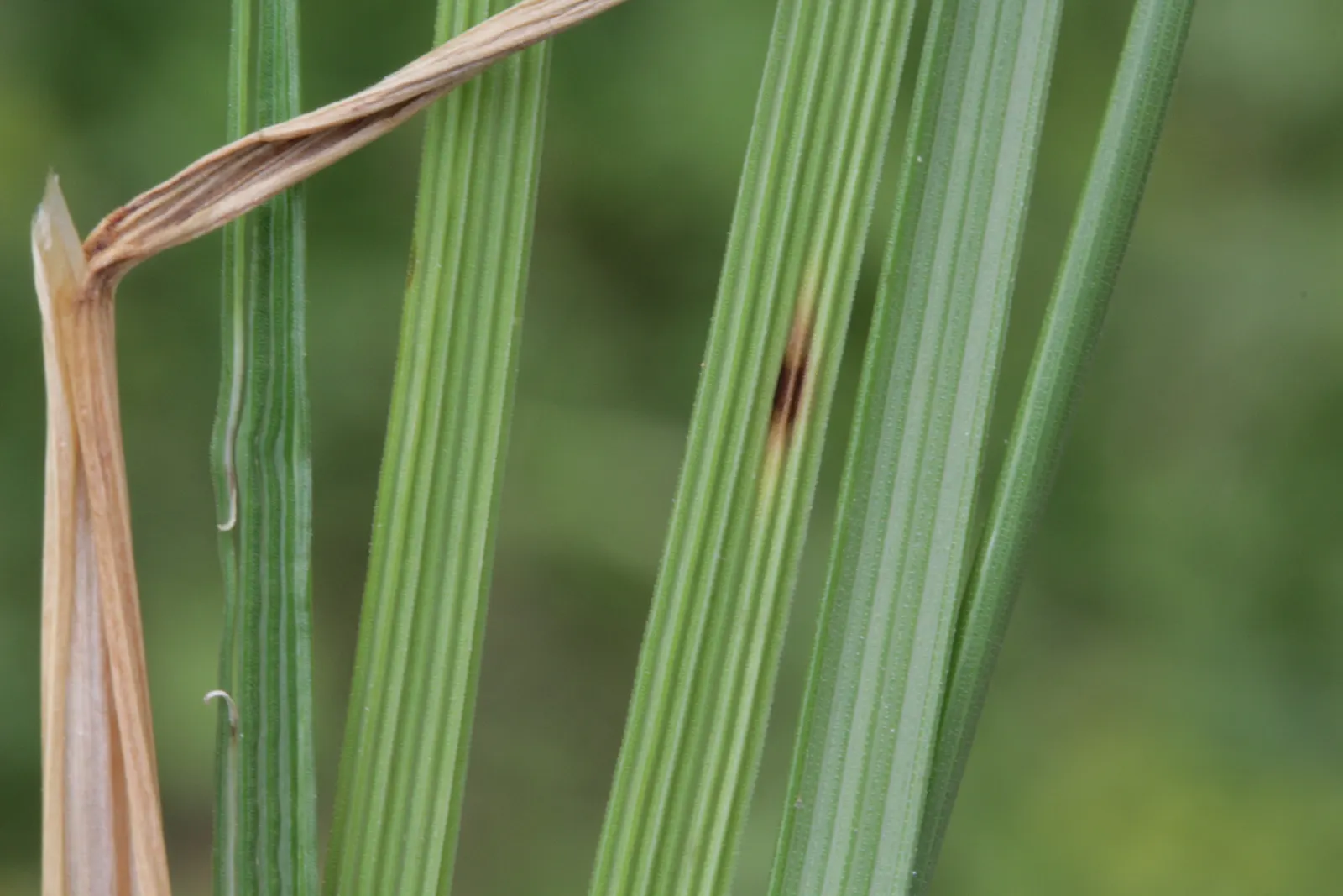 Tufted Hair Grass (Deschampsia Cespitosa) — grass / perennial for full or half or shade