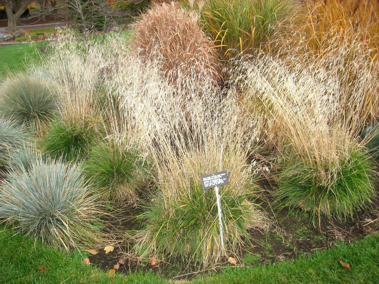 Tufted Hair Grass (Deschampsia Cespitosa) — blend seamlessly into meadow plantings; tufted Hair Grass assumes a light green shade that transitions, image 65