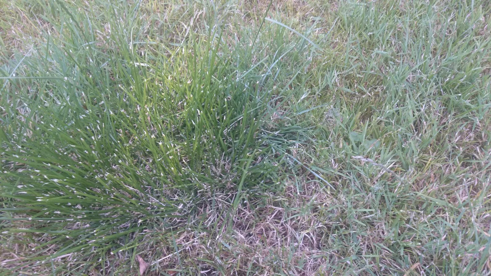 Tufted Hair Grass (Deschampsia Cespitosa) — or serve as a delicate backdrop for more vibrant flowering perennials; grass / perennial with yellow, image 66