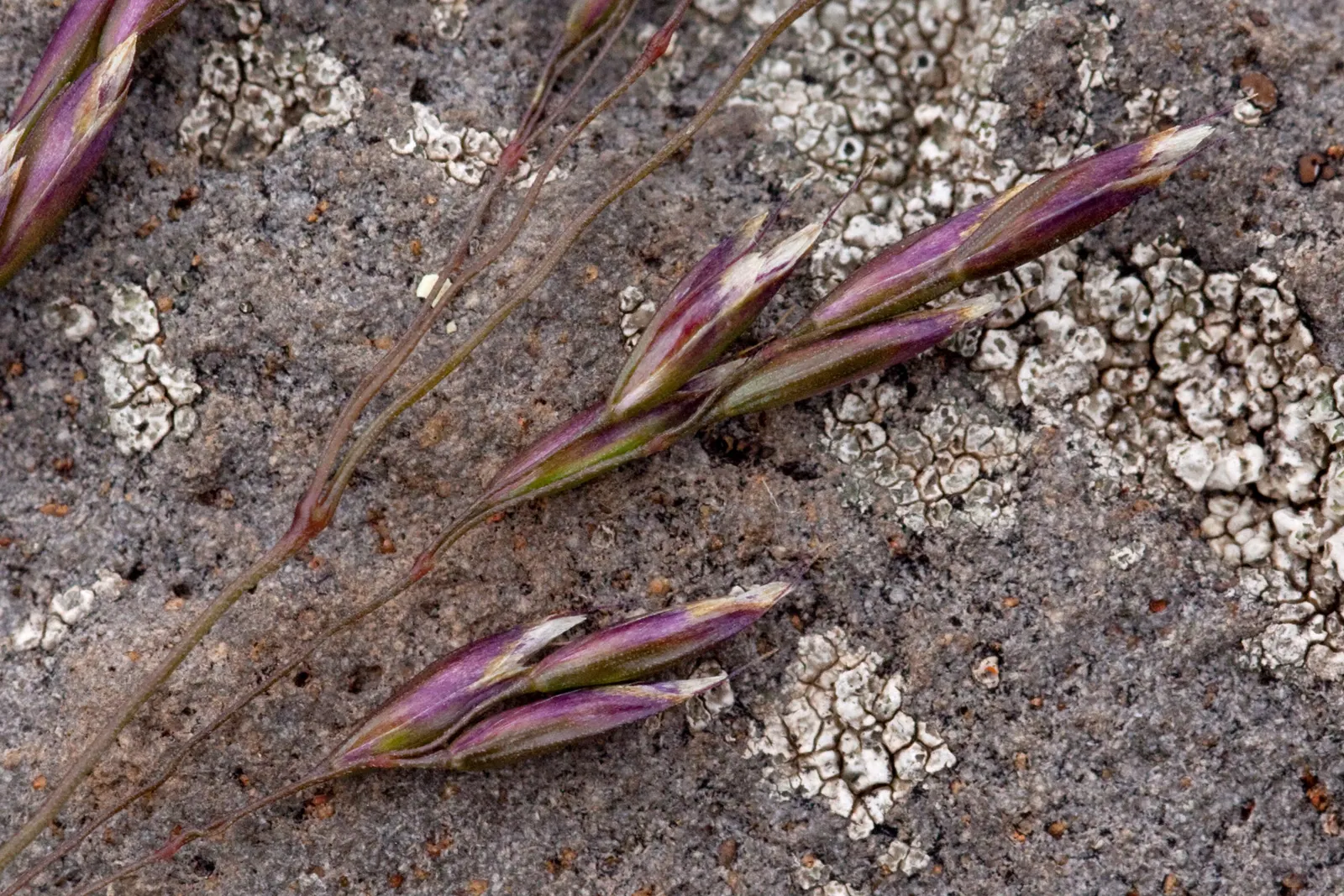Tufted Hair Grass (Deschampsia Cespitosa) — grass / perennial for full or half or shade; or serve as a delicate backdrop for more vibrant flowering perennials