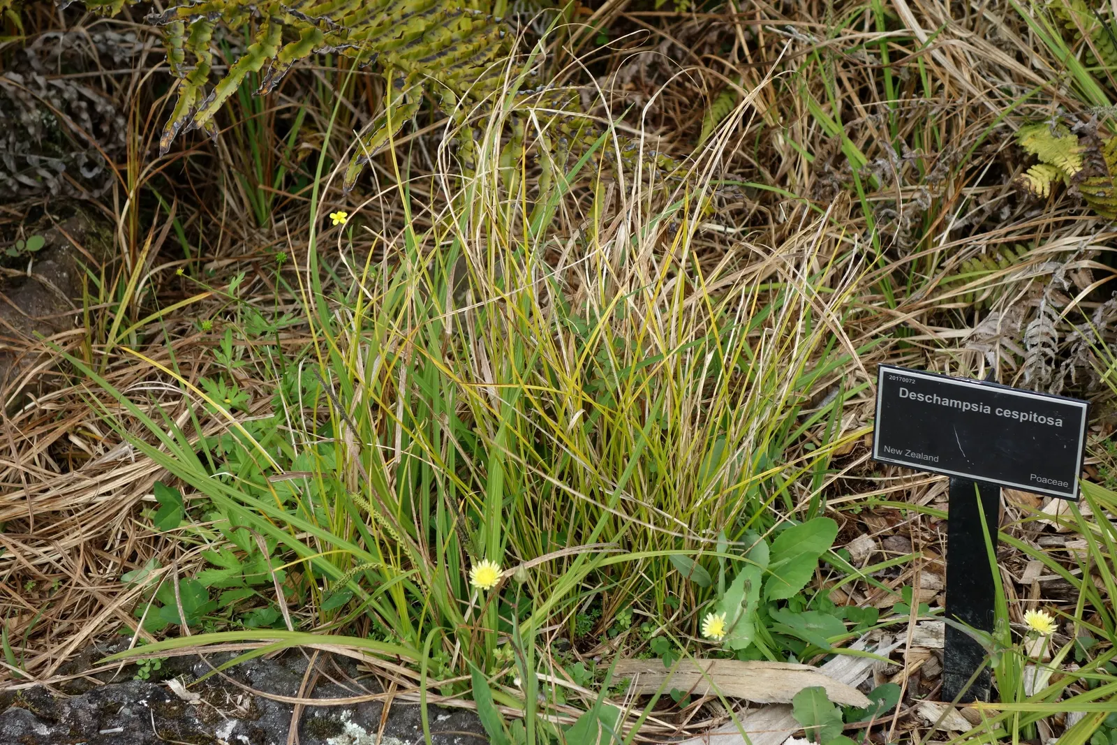 Tufted Hair Grass (Deschampsia Cespitosa) — or serve as a delicate backdrop for more vibrant flowering perennials; grass / perennial with yellow, image 89
