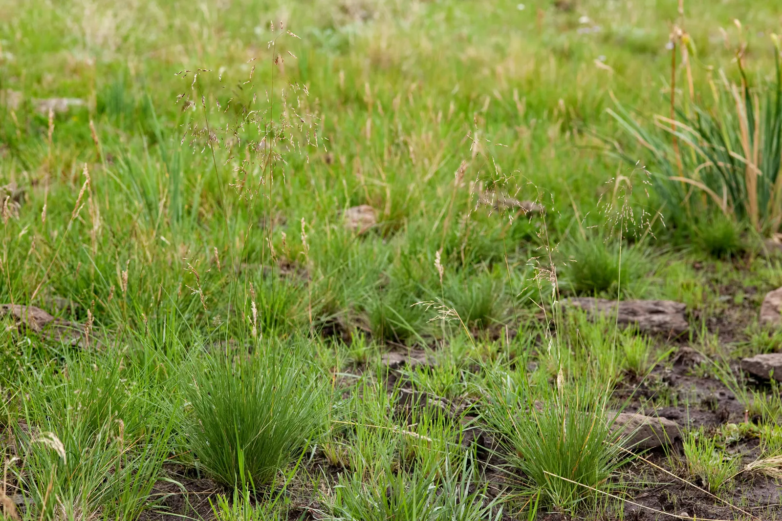 Tufted Hair Grass (Deschampsia Cespitosa) — delicate flower panicles that shimmer golden in sunlight; fine-textured ornamental grass standing 2-3 feet tall